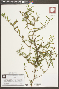 Ludwigia glandulosa image