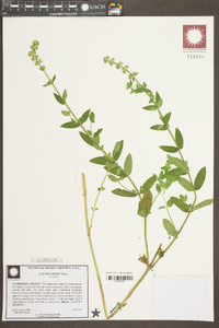 Stachys aspera image