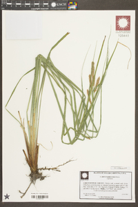 Carex glaucescens image