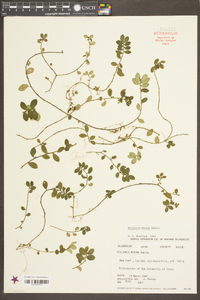 Image of Elatostema brevifolium