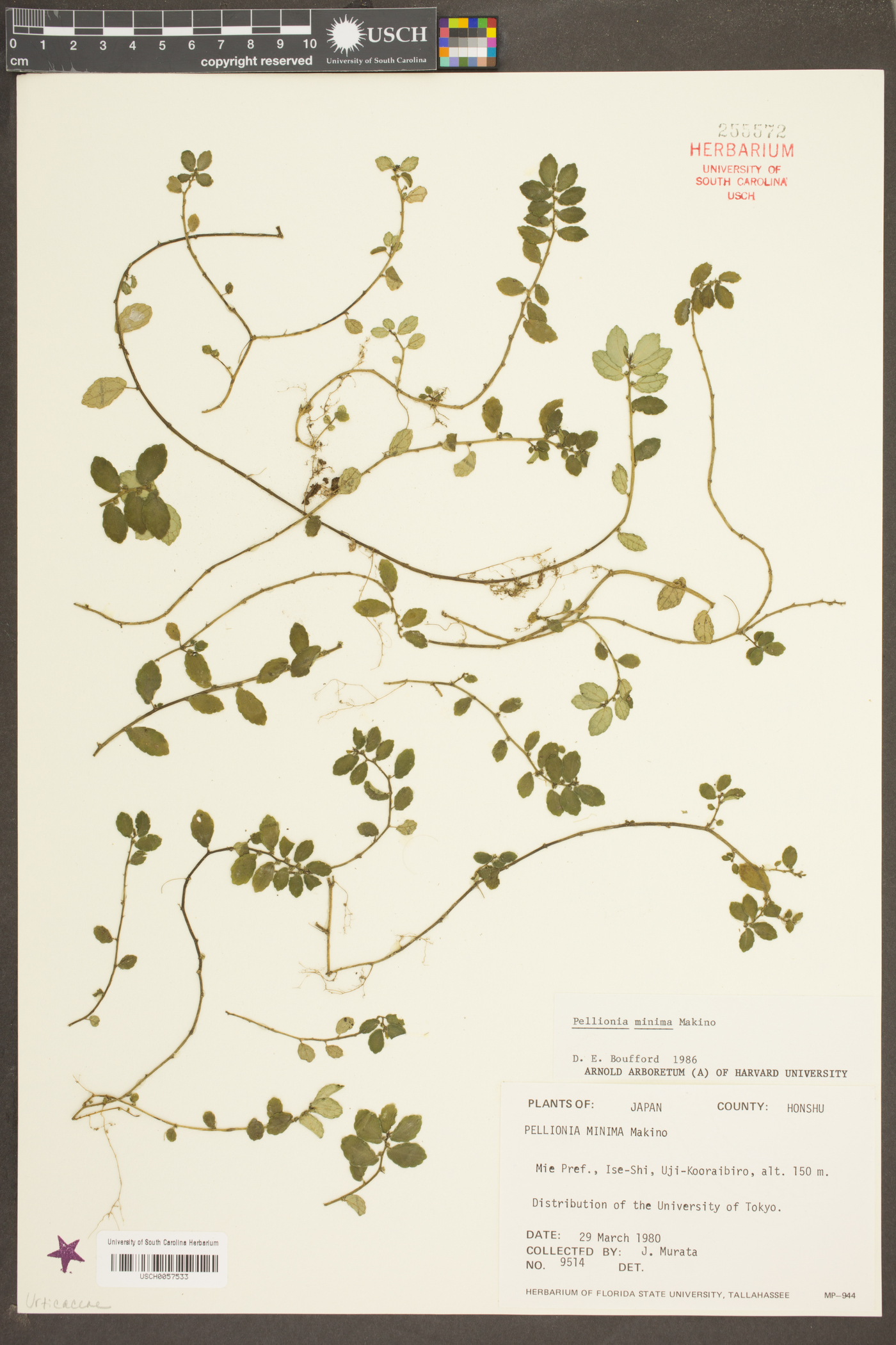 Elatostema brevifolium image