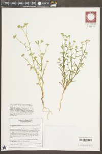 Cryptantha utahensis image