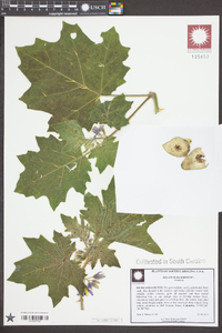 Solanum mammosum image