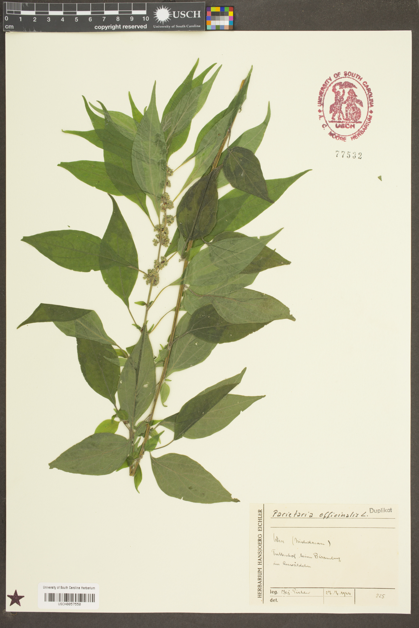 Parietaria officinalis image