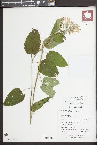 Scutellaria ovata image