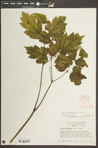 Astilbe biternata image