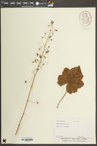 Heuchera americana image