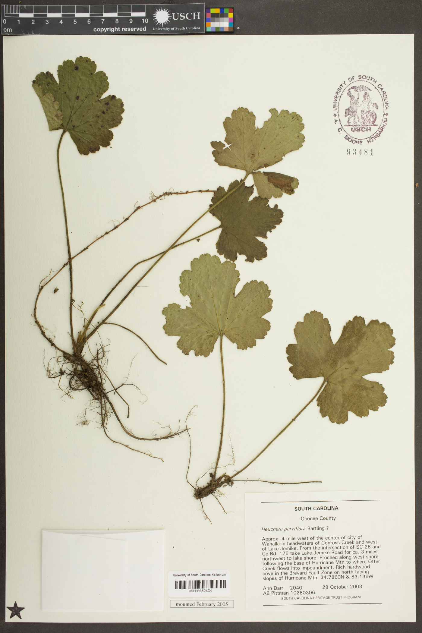 Heuchera parviflora image