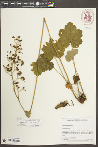 Heuchera pubescens image