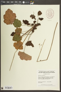 Heuchera americana image