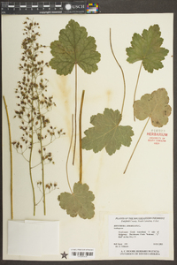 Heuchera americana image