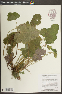 Heuchera americana image