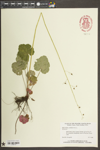 Heuchera americana image