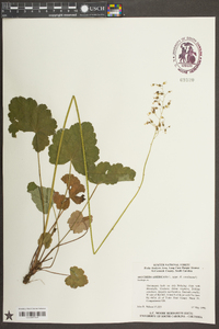 Heuchera americana image