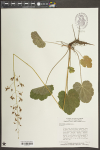 Heuchera americana image