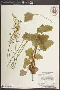 Heuchera americana image