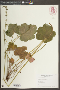 Heuchera americana image