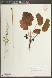 Heuchera americana image