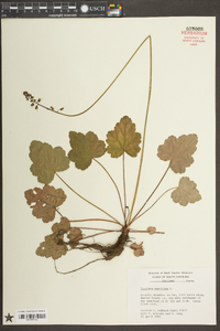 Heuchera americana image