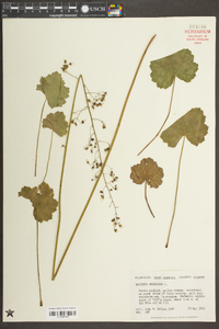 Heuchera americana image