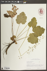 Heuchera americana image