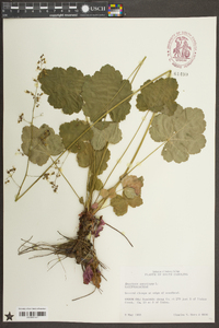 Heuchera americana image