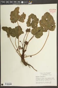 Heuchera americana image