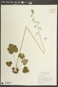 Heuchera americana image