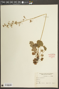 Heuchera americana image