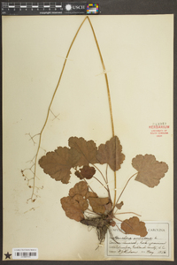 Heuchera americana image