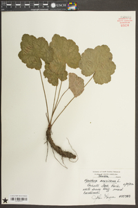 Heuchera americana image