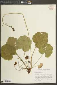 Heuchera americana image