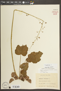 Heuchera americana image