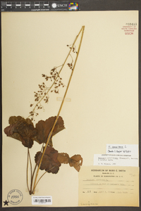 Heuchera americana image