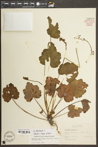 Heuchera americana image