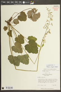 Heuchera americana image