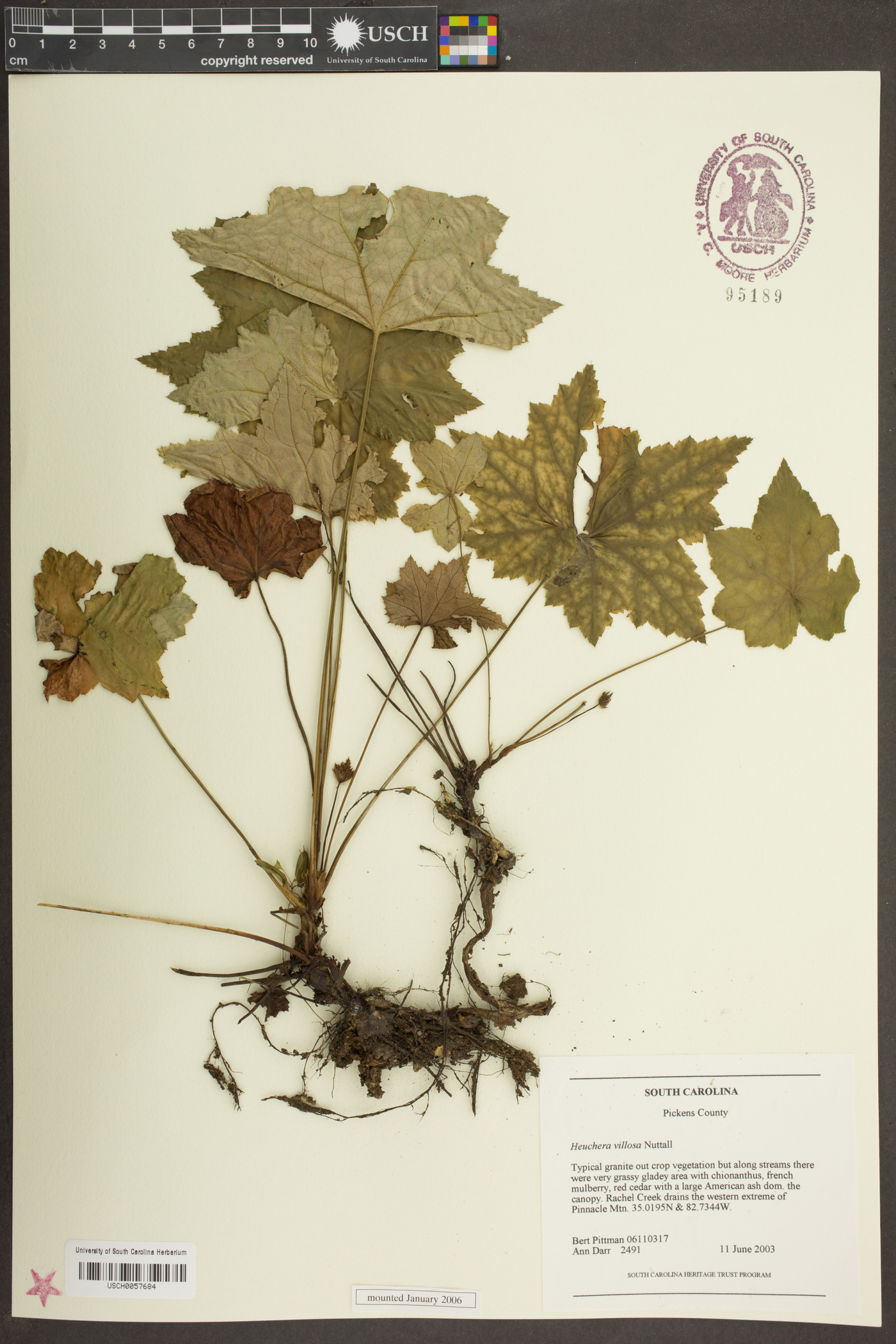 Heuchera villosa var. intermedia image