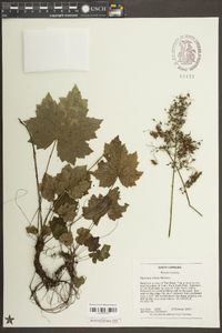 Heuchera villosa image