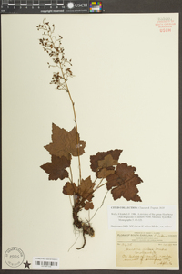 Heuchera villosa image