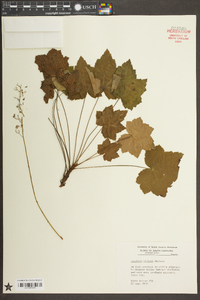 Heuchera villosa image