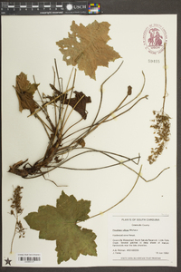 Heuchera villosa image