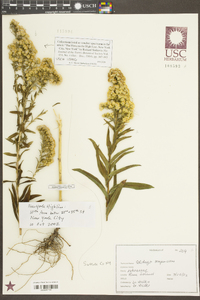 Solidago sempervirens image