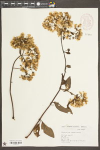 Neocabreria malachophylla image