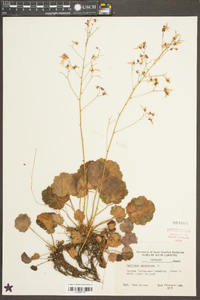 Saxifraga stolonifera image