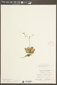 Saxifraga michauxii image