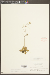 Saxifraga michauxii image