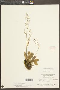 Saxifraga michauxii image