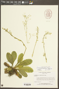 Saxifraga micranthidifolia image