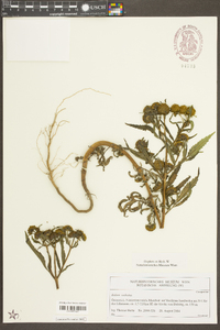 Bidens radiata image
