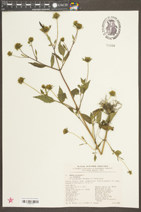 Bidens frondosa var. frondosa image